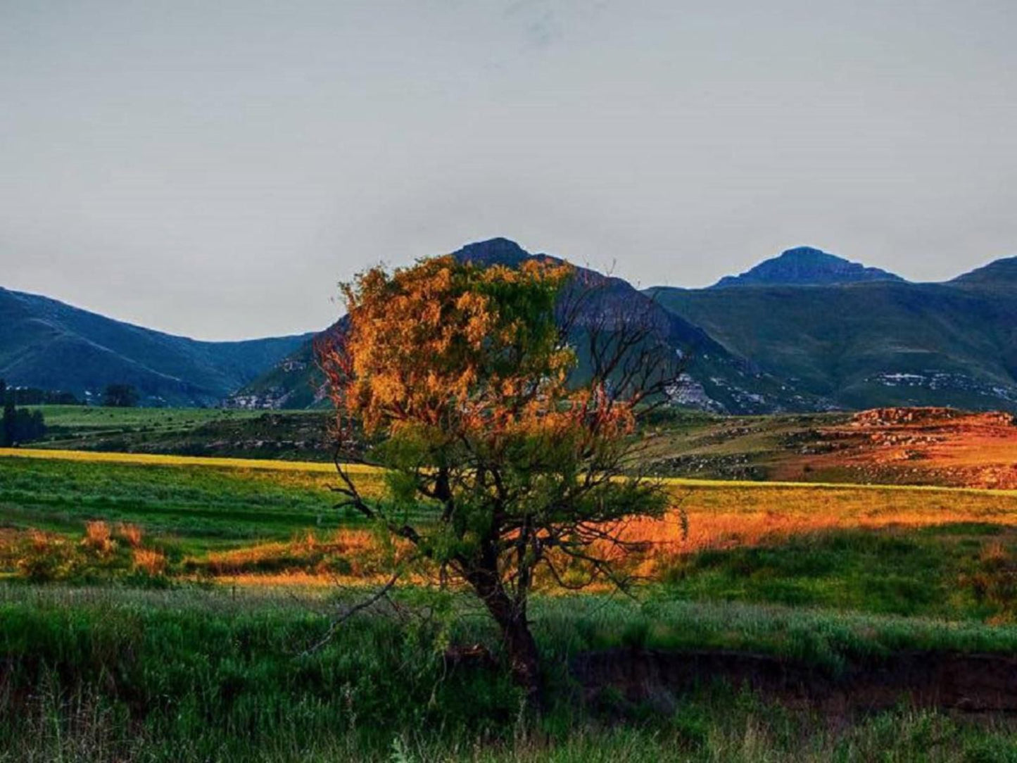 De Molen Farm Clarens Free State South Africa Mountain, Nature, Tree, Plant, Wood