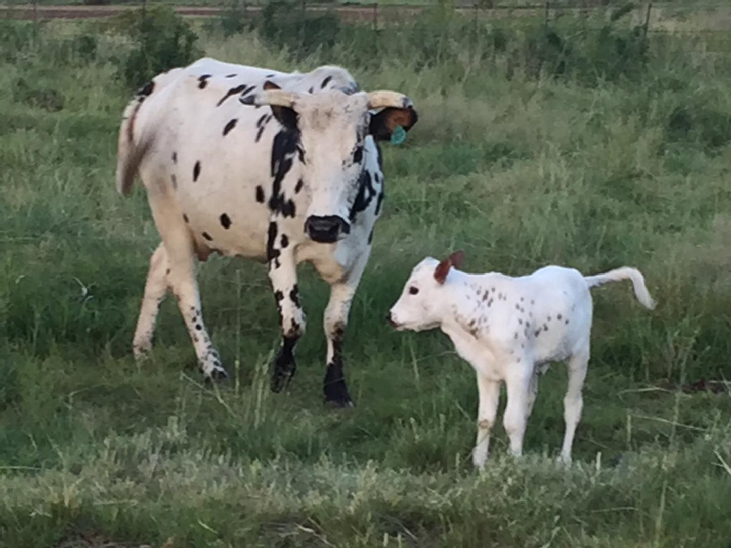 De Molen Farm Clarens Free State South Africa Unsaturated, Cow, Mammal, Animal, Agriculture, Farm Animal, Herbivore, Goat