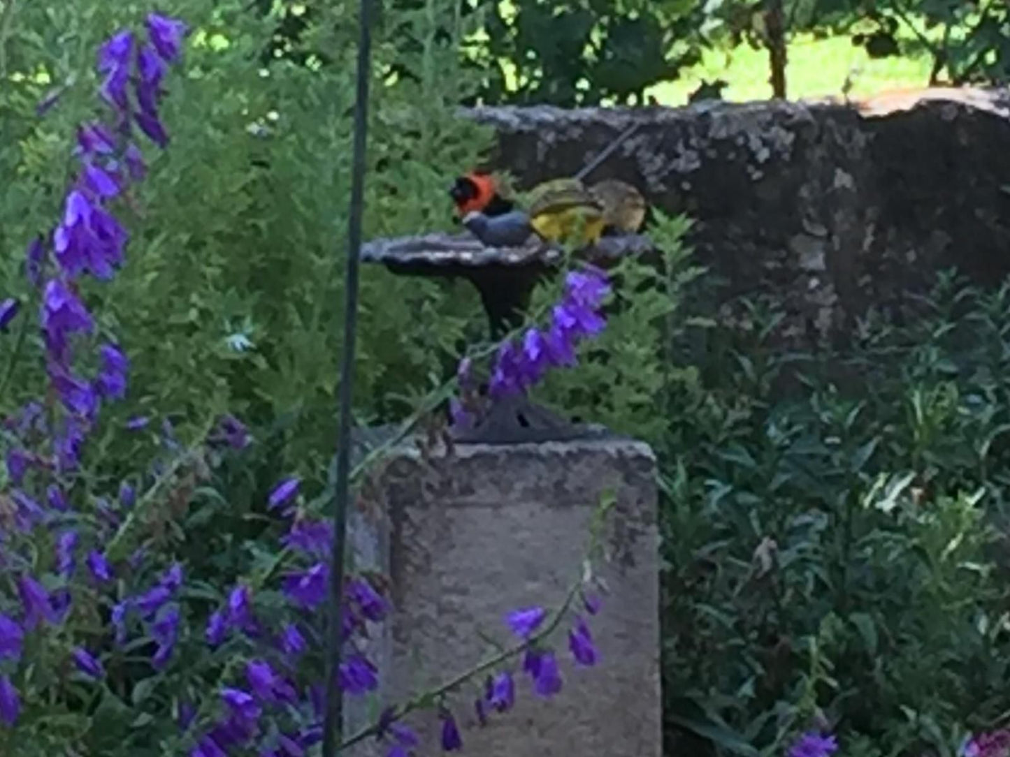 De Molen Farm Clarens Free State South Africa Kingfisher, Bird, Animal