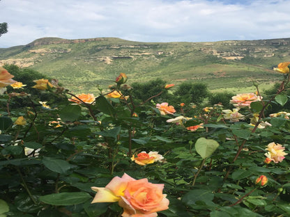 De Molen Farm Clarens Free State South Africa Complementary Colors, Rose, Flower, Plant, Nature