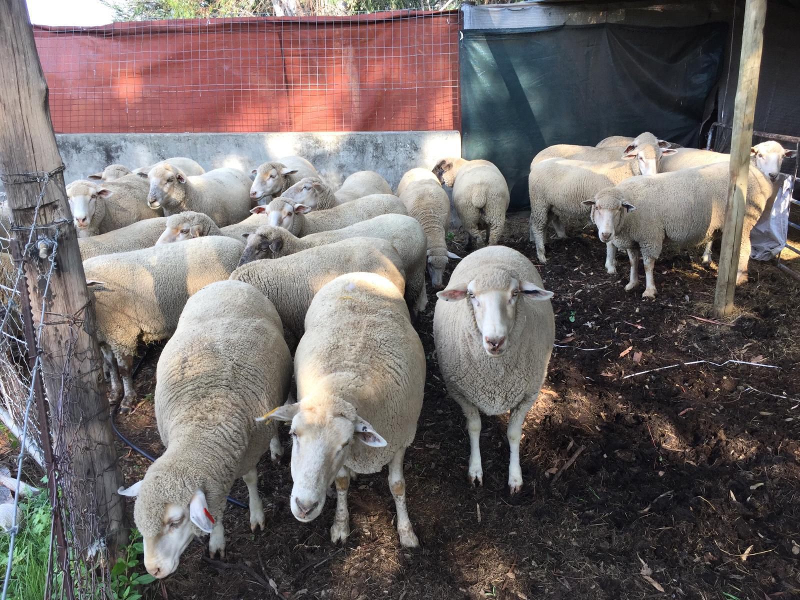 De Molen Farm Clarens Free State South Africa Sheep, Mammal, Animal, Agriculture, Farm Animal, Herbivore