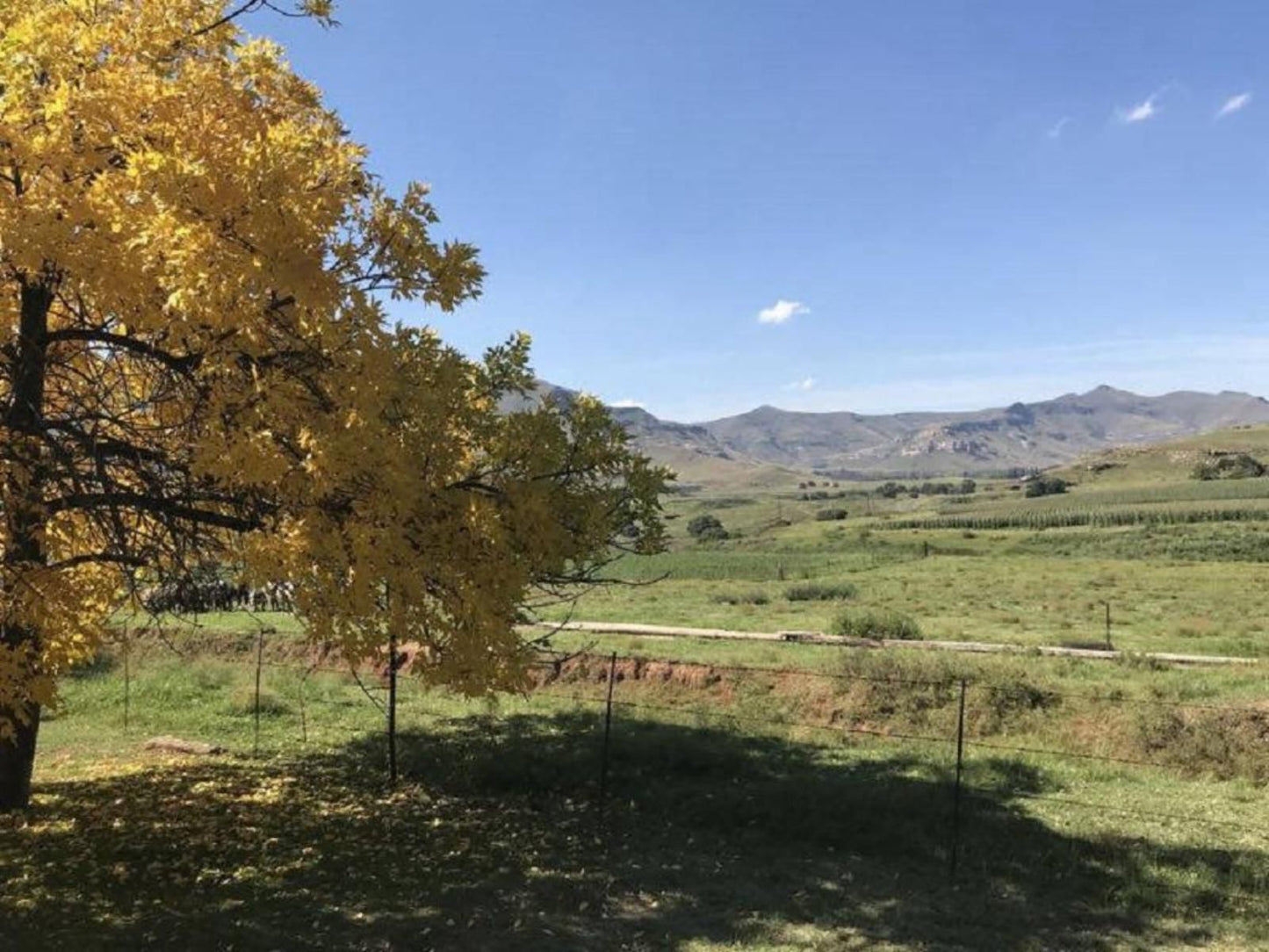 De Molen Farm Clarens Free State South Africa Complementary Colors, Tree, Plant, Nature, Wood