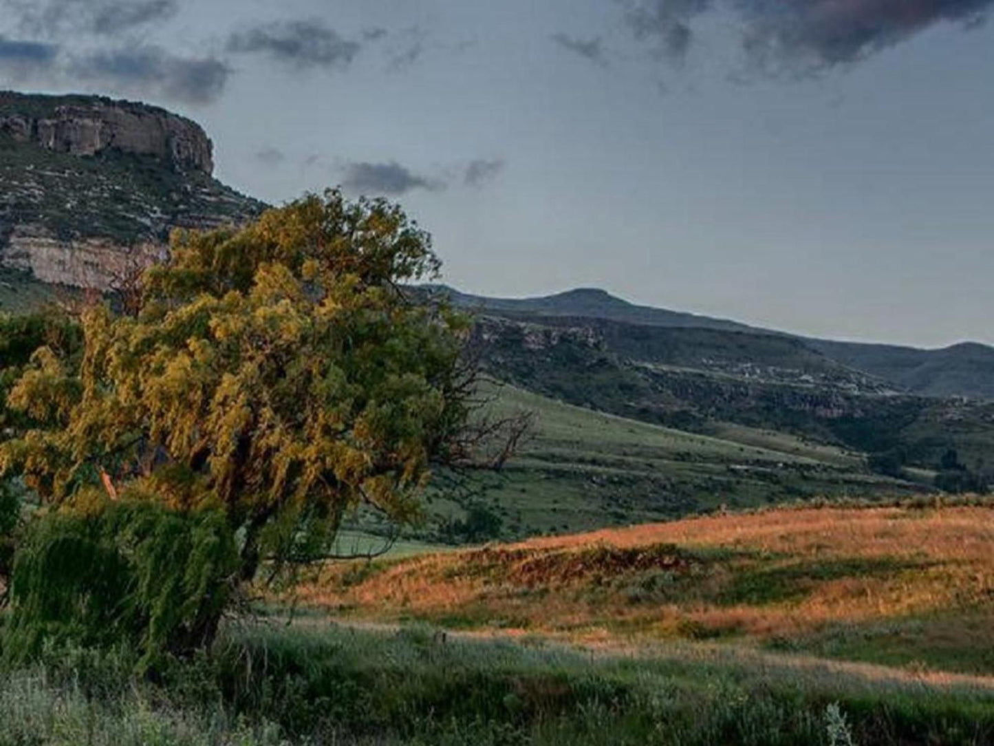 De Molen Farm Clarens Free State South Africa Tree, Plant, Nature, Wood