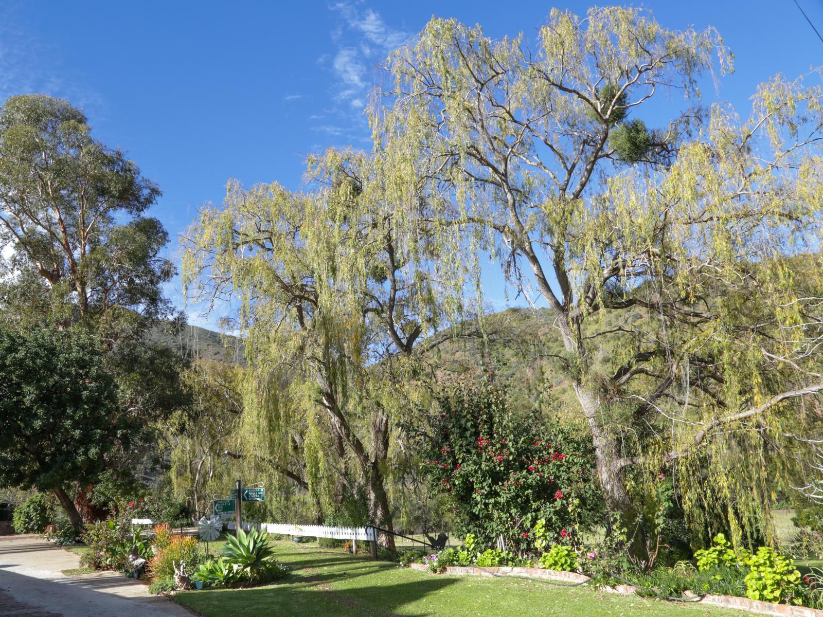 De Oude Meul Country Lodge Oudtshoorn Western Cape South Africa Complementary Colors, Palm Tree, Plant, Nature, Wood, Garden