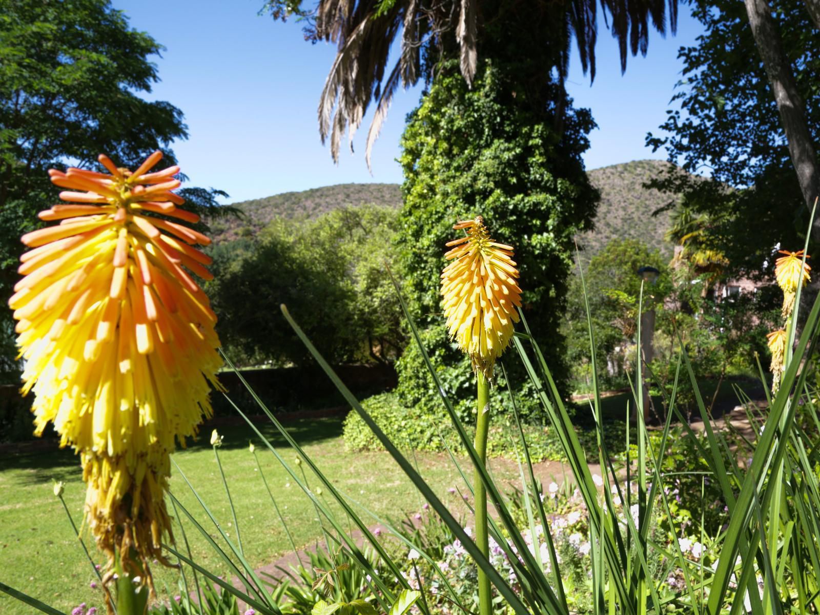 De Oude Meul Country Lodge Oudtshoorn Western Cape South Africa Plant, Nature, Garden