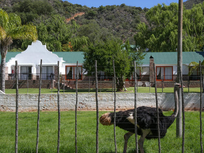 De Oude Meul Country Lodge Oudtshoorn Western Cape South Africa House, Building, Architecture, Animal