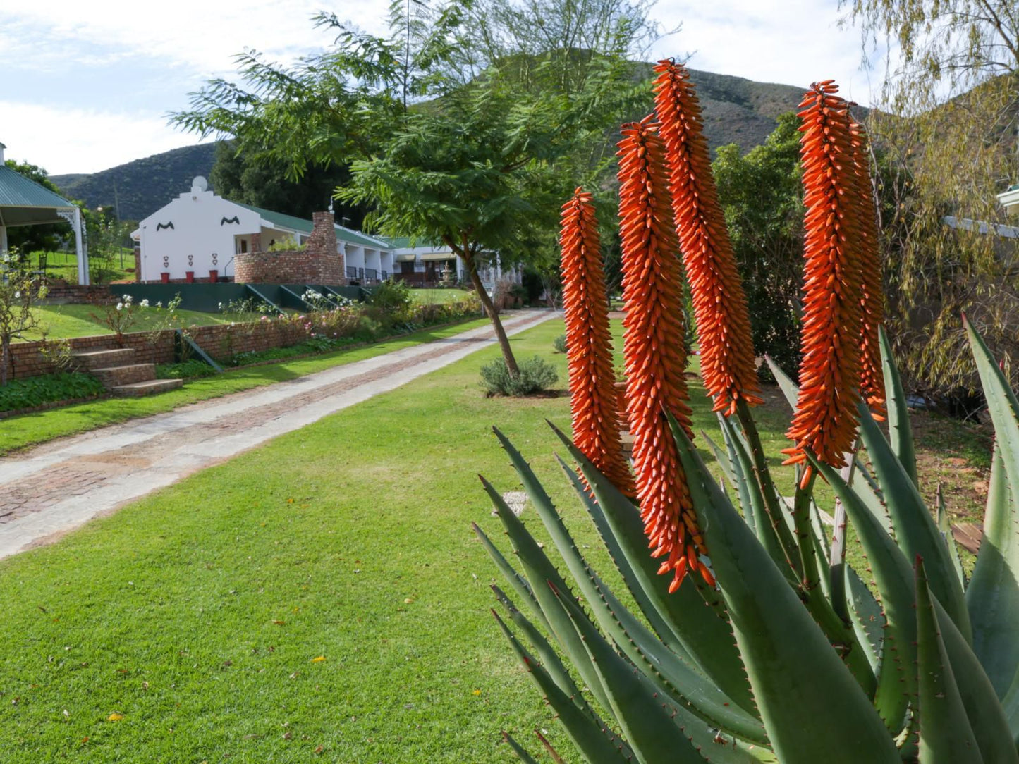 De Oude Meul Country Lodge Oudtshoorn Western Cape South Africa Plant, Nature