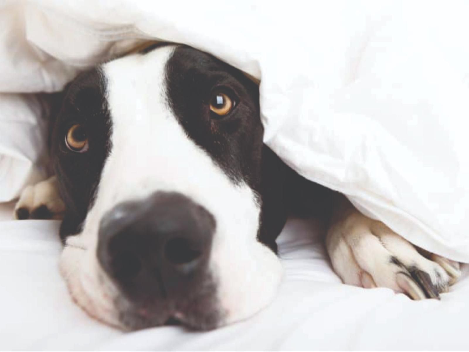 De Stallen Guesthouse, Room 1, Dog, Mammal, Animal, Pet