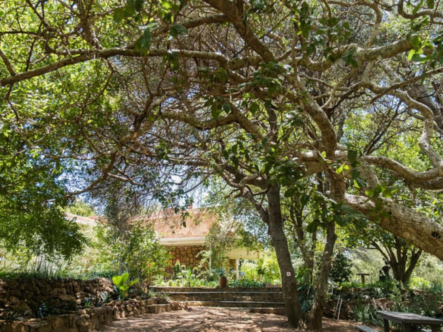 De Wildt Cheetah Lodge, Plant, Nature, Framing, Garden