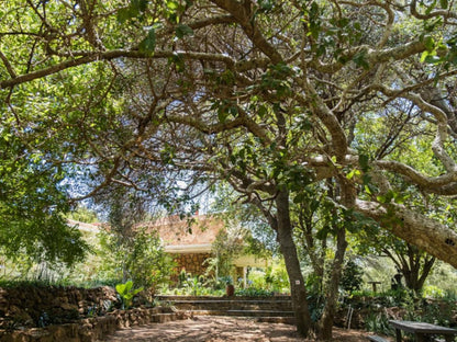 De Wildt Cheetah Lodge, Plant, Nature, Framing, Garden