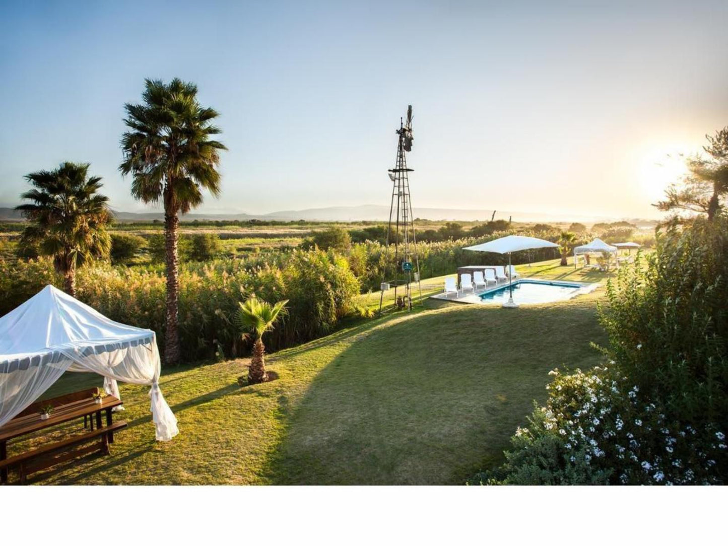 De Zeekoe Guest Farm Oudtshoorn Western Cape South Africa Palm Tree, Plant, Nature, Wood