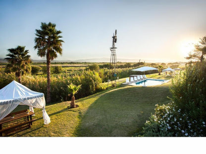 De Zeekoe Guest Farm Oudtshoorn Western Cape South Africa Palm Tree, Plant, Nature, Wood