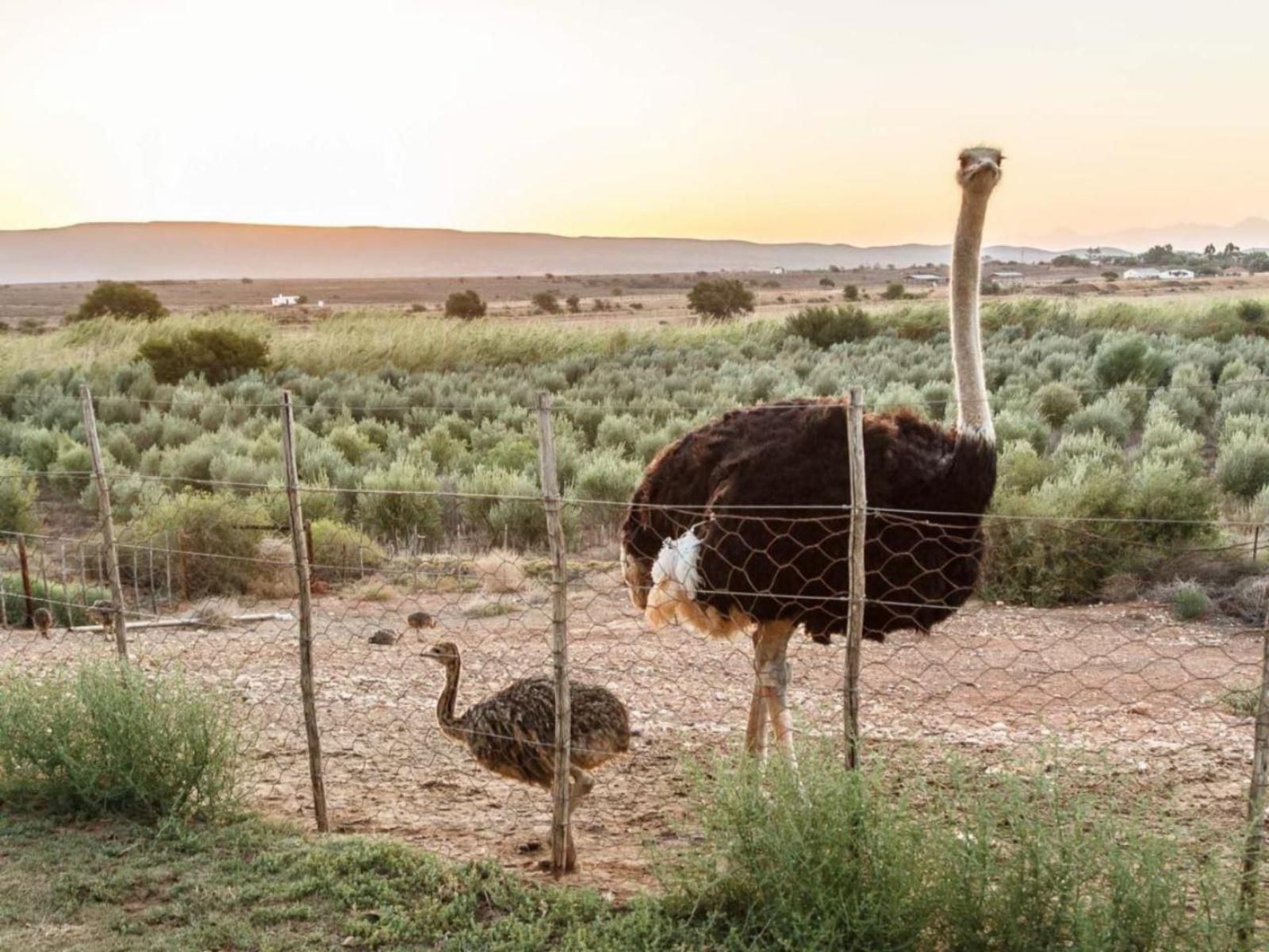 De Denne Guesthouse Oudtshoorn Western Cape South Africa Bird, Animal, Desert, Nature, Sand