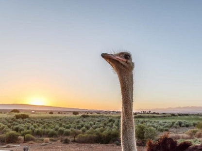 De Denne Guesthouse Oudtshoorn Western Cape South Africa Complementary Colors, Ostrich, Bird, Animal, Desert, Nature, Sand