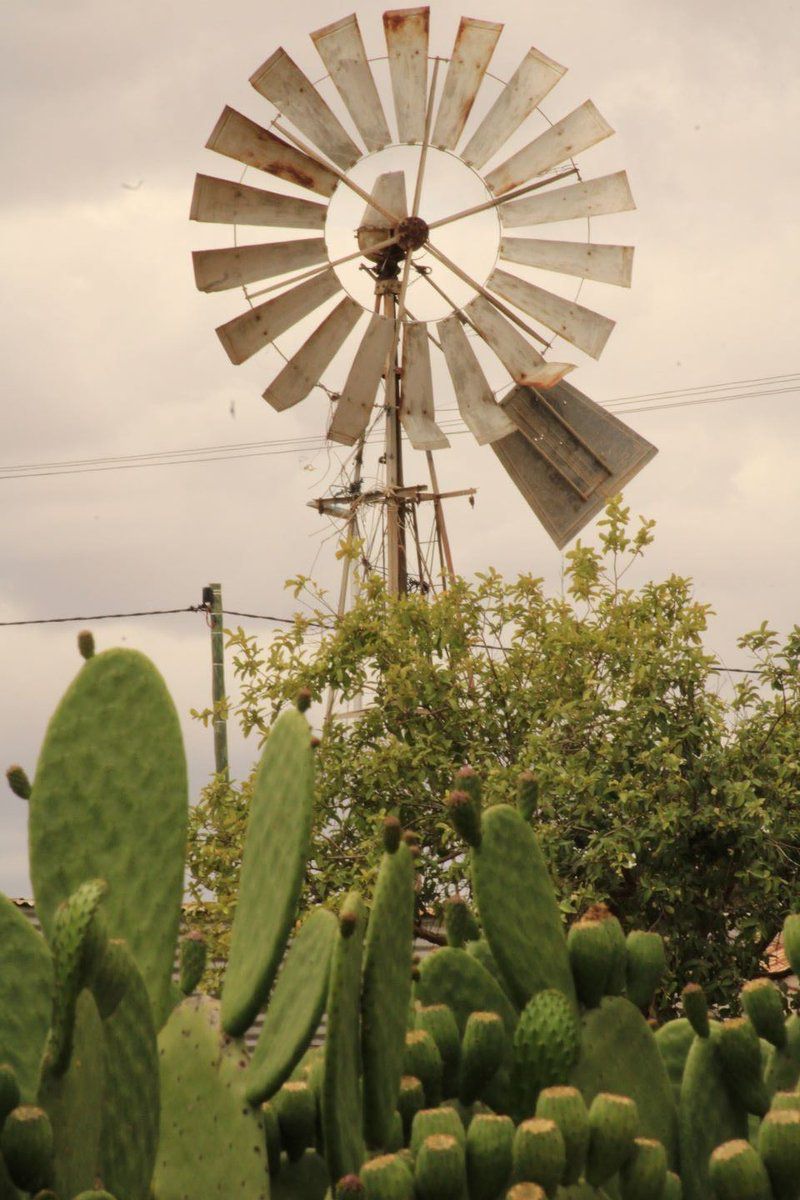 De Doorn Guest House Moorreesburg Western Cape South Africa Sepia Tones, Cactus, Plant, Nature