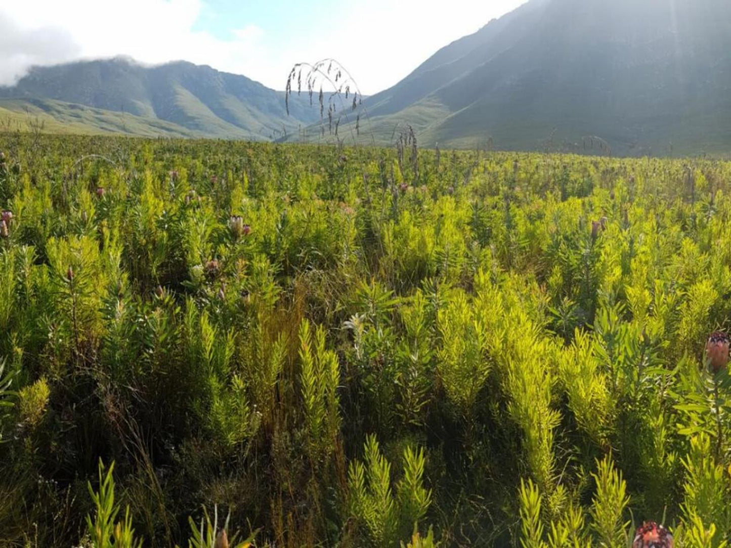 De Doornkraal Historic Country House Riversdale Western Cape South Africa Plant, Nature, Tree, Wood