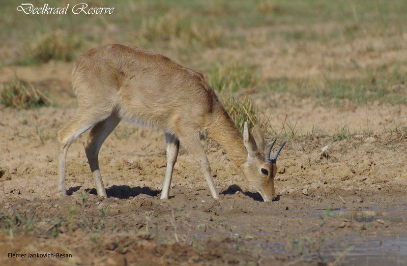 Deelkraal Wildlife Reserve Nylsvley Nature Reserve Limpopo Province South Africa Sepia Tones, Animal