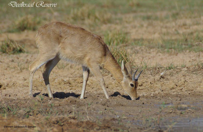 Deelkraal Wildlife Reserve Nylsvley Nature Reserve Limpopo Province South Africa Sepia Tones, Animal