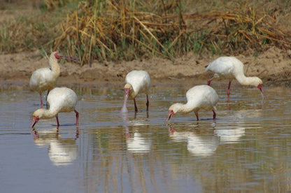 Deelkraal Wildlife Reserve Nylsvley Nature Reserve Limpopo Province South Africa Flamingo, Bird, Animal