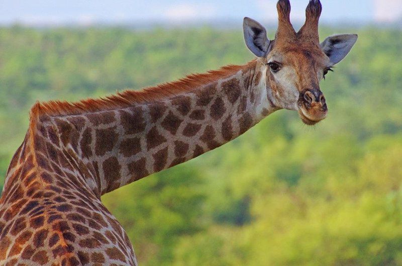 Deelkraal Wildlife Reserve Nylsvley Nature Reserve Limpopo Province South Africa Giraffe, Mammal, Animal, Herbivore