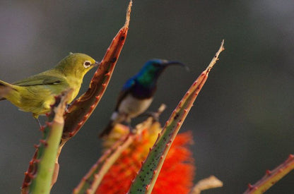 Deelkraal Wildlife Reserve Nylsvley Nature Reserve Limpopo Province South Africa Bird, Animal