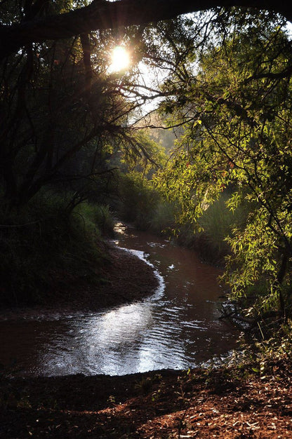 Deelkraal Wildlife Reserve Nylsvley Nature Reserve Limpopo Province South Africa Forest, Nature, Plant, Tree, Wood, River, Waters