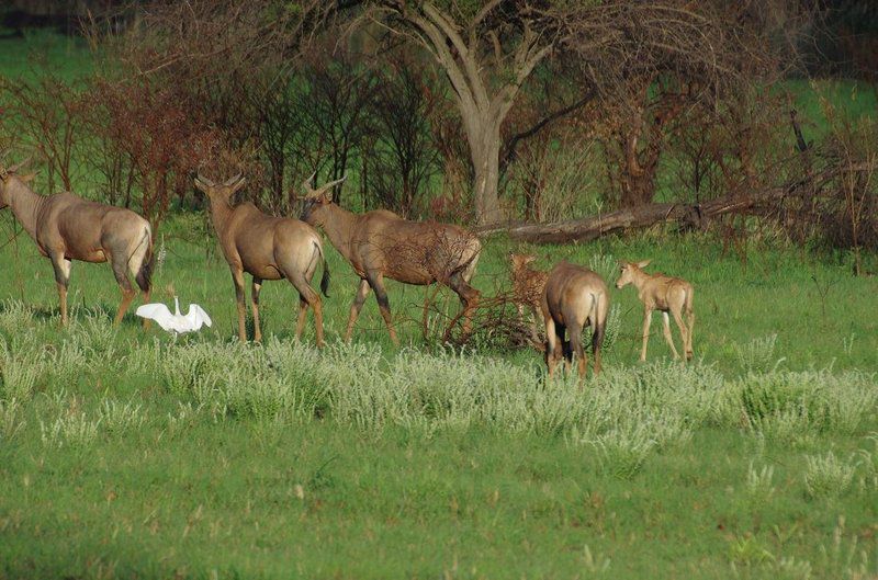 Deelkraal Wildlife Reserve Nylsvley Nature Reserve Limpopo Province South Africa Deer, Mammal, Animal, Herbivore