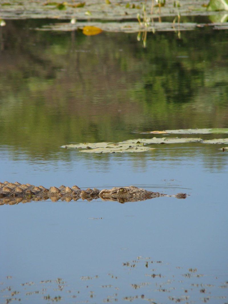 Deelkraal Wildlife Reserve Nylsvley Nature Reserve Limpopo Province South Africa Crocodile, Reptile, Animal, Predator, River, Nature, Waters