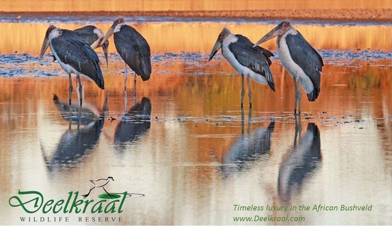 Deelkraal Wildlife Reserve Nylsvley Nature Reserve Limpopo Province South Africa Bird, Animal