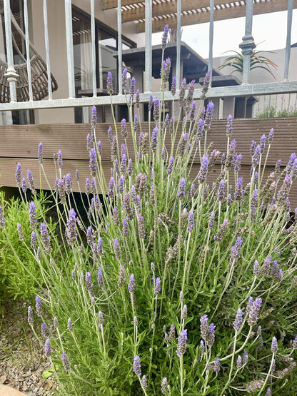 De Gunst Guest Farm Malmesbury Western Cape South Africa Lavender, Nature, Plant, Garden