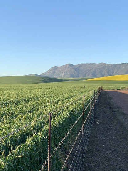 De Gunst Guest Farm Malmesbury Western Cape South Africa Complementary Colors, Field, Nature, Agriculture, Canola, Plant, Lowland