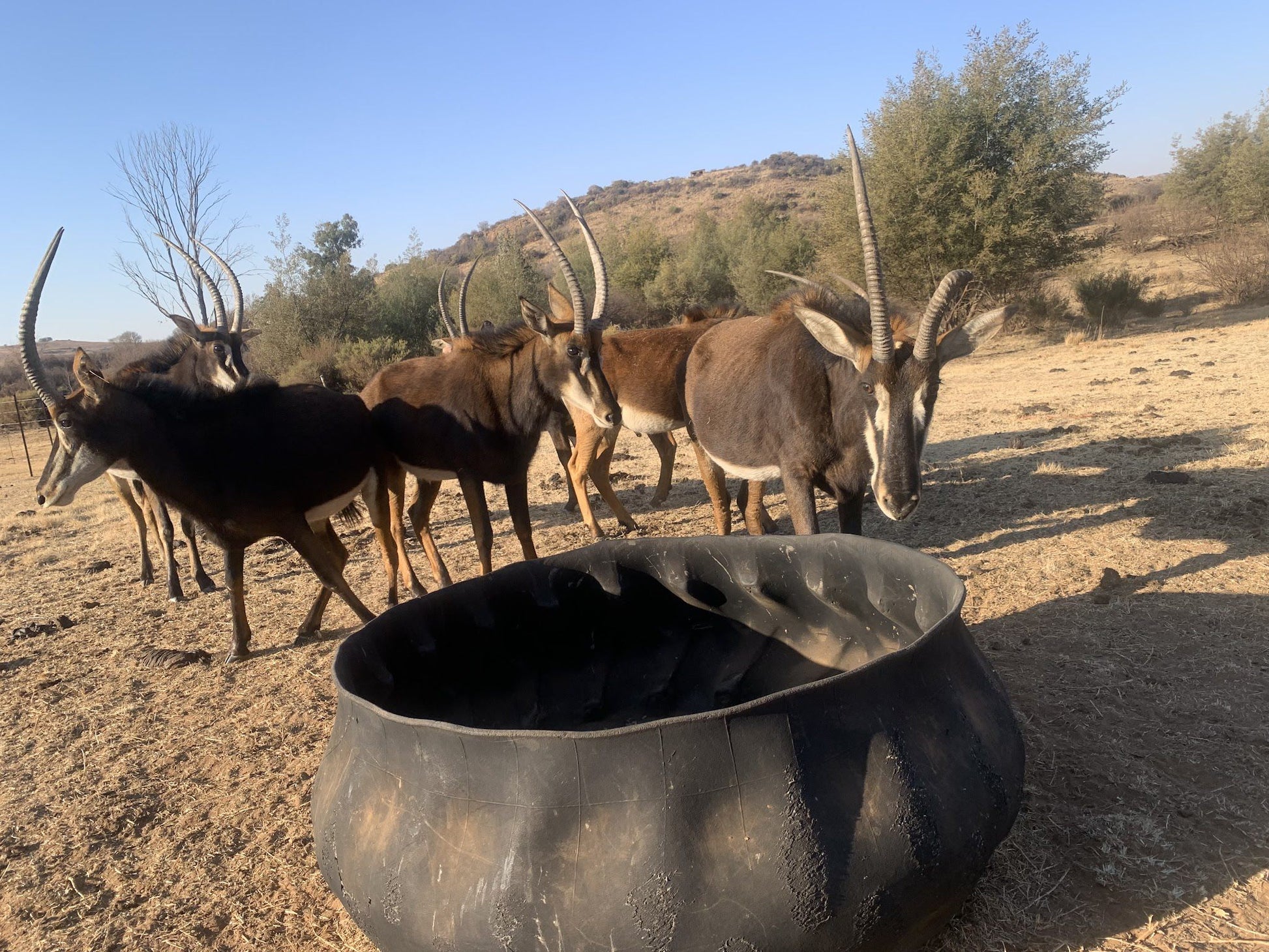 De Hoek Country Lodge Heidelberg Gauteng South Africa Complementary Colors, Deer, Mammal, Animal, Herbivore