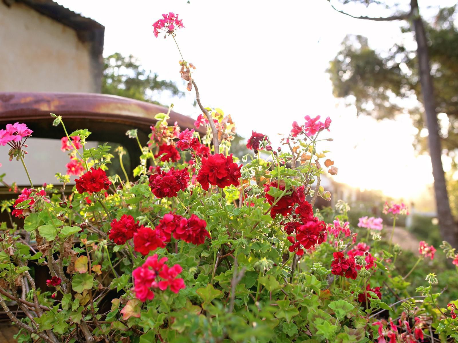De Hoop Cottages Robertson Western Cape South Africa Plant, Nature, Rose, Flower, Garden