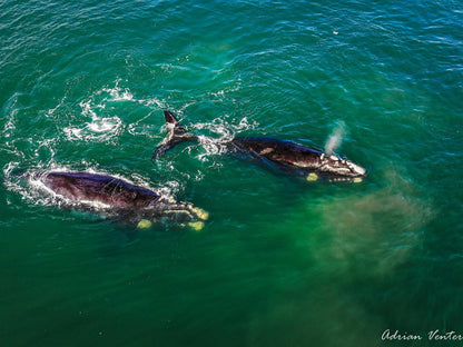 Deja Vu Paternoster Mosselbank Paternoster Western Cape South Africa Colorful, Dolphin, Marine Animal, Animal, Predator, Whale, Ocean, Nature, Waters