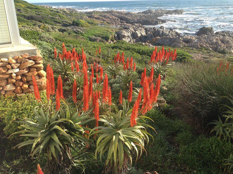 De Kelders Beach House De Kelders Western Cape South Africa Beach, Nature, Sand, Plant, Garden