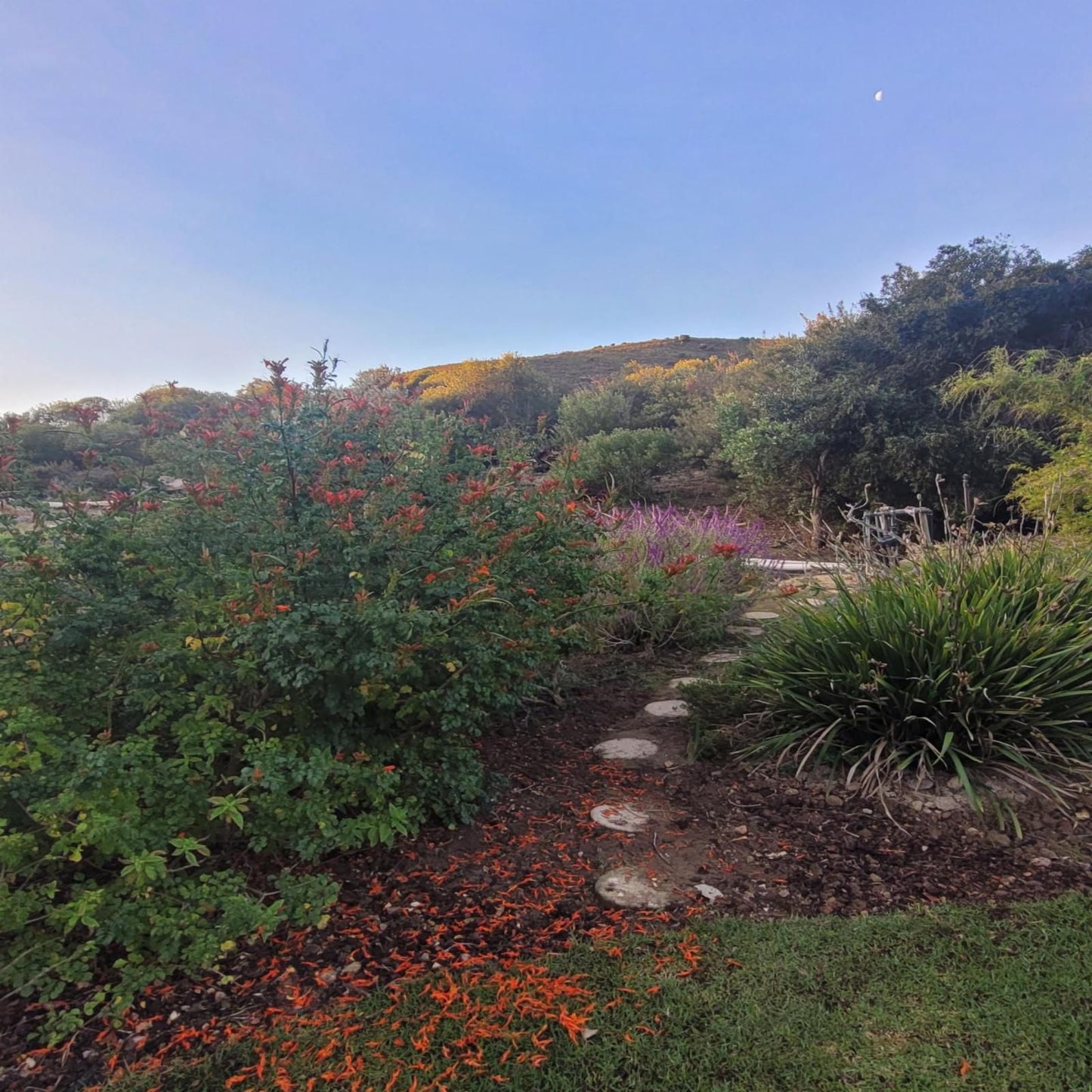 Sonklip Guesthouse Rozendal Stellenbosch Western Cape South Africa Plant, Nature, Garden