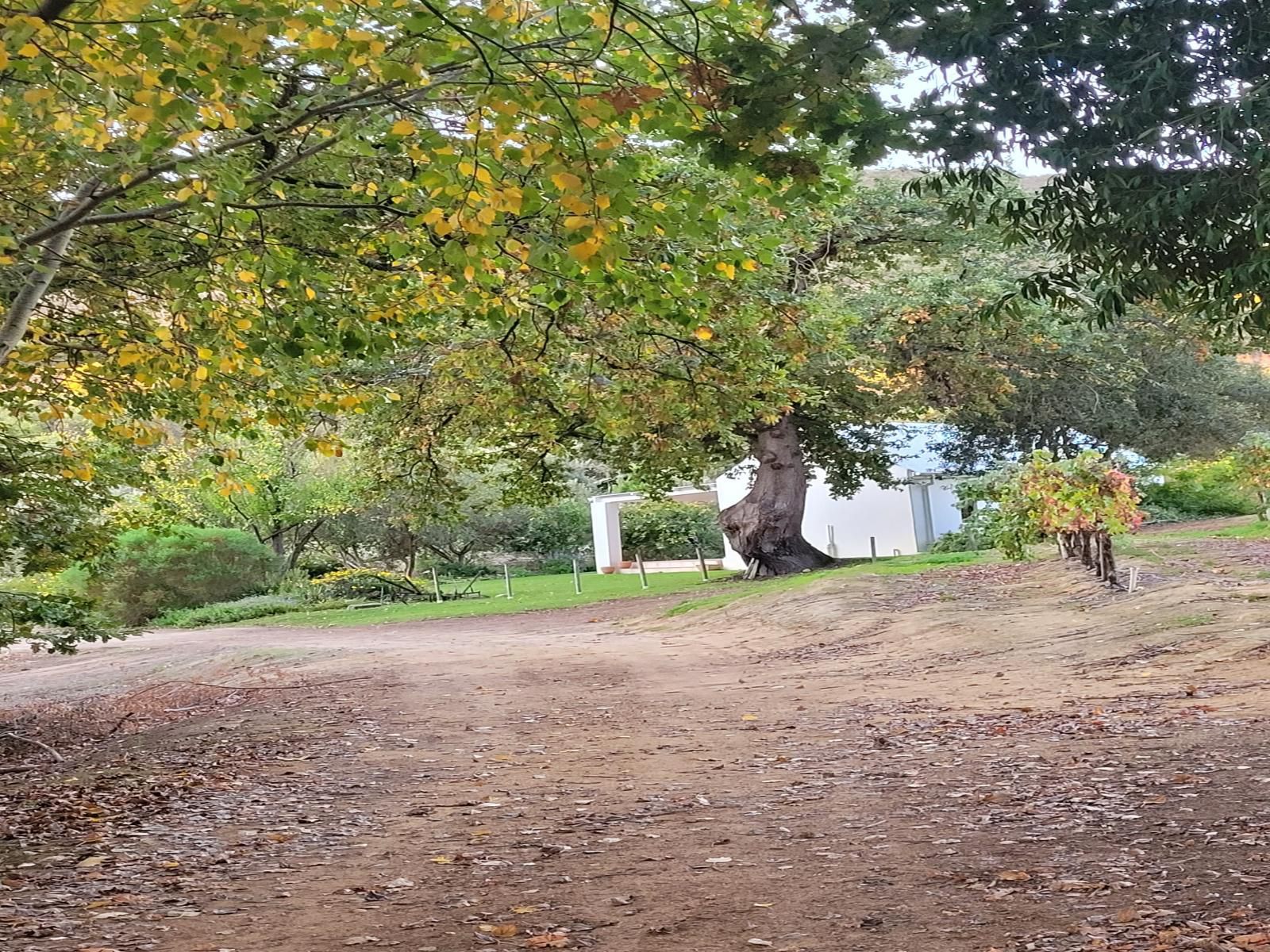 Sonklip Guesthouse Rozendal Stellenbosch Western Cape South Africa Tree, Plant, Nature, Wood, Autumn