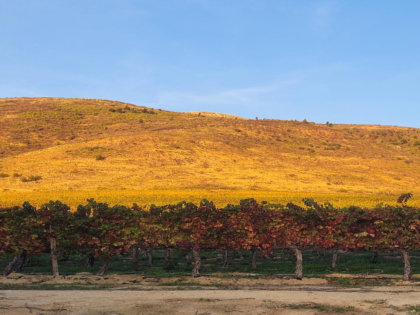 Sonklip Guesthouse Rozendal Stellenbosch Western Cape South Africa Complementary Colors, Field, Nature, Agriculture