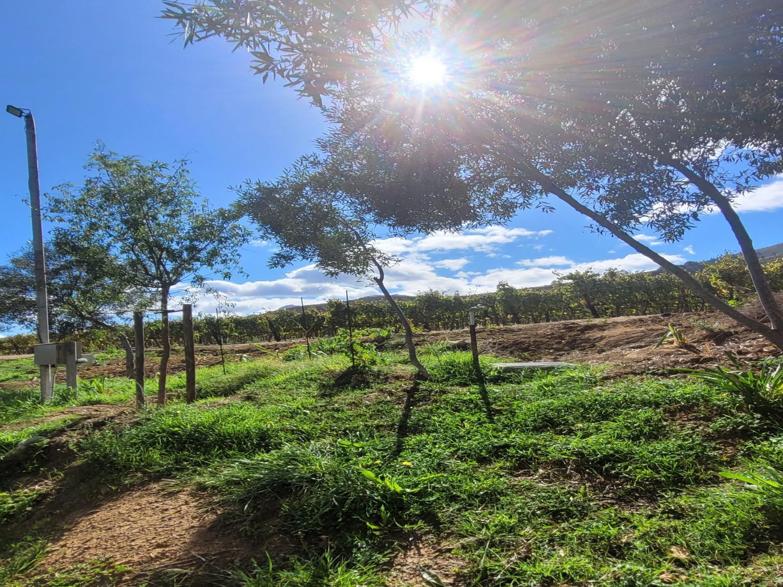 Sonklip Guesthouse Rozendal Stellenbosch Western Cape South Africa Complementary Colors, Field, Nature, Agriculture, Tree, Plant, Wood