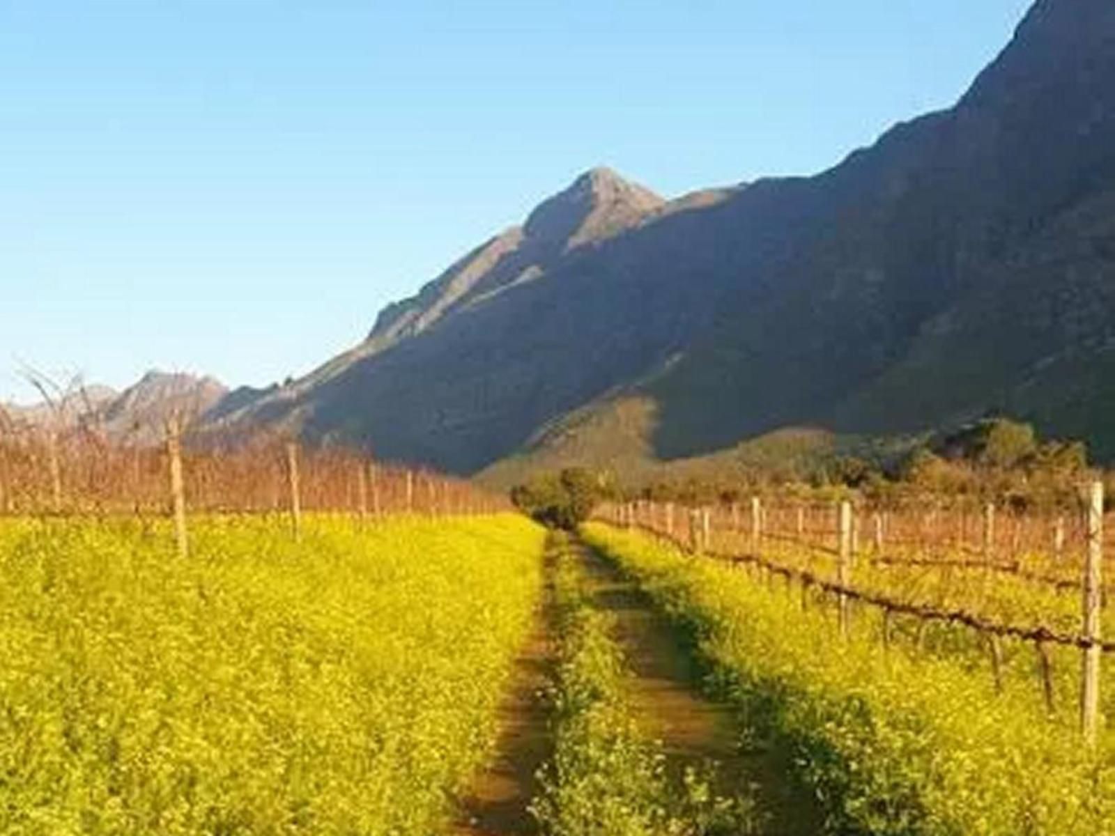 Sonklip Guesthouse Rozendal Stellenbosch Western Cape South Africa Complementary Colors, Field, Nature, Agriculture, Canola, Plant