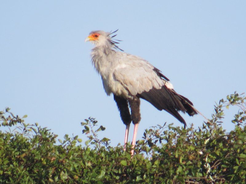 Dekotzenhof Wakkerstroom Mpumalanga South Africa Vulture, Bird, Animal