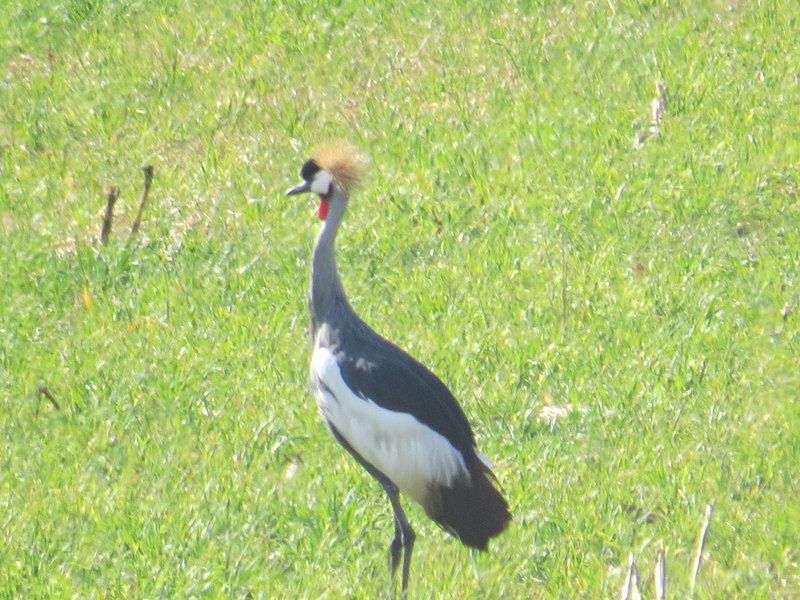 Dekotzenhof Wakkerstroom Mpumalanga South Africa Goose, Bird, Animal