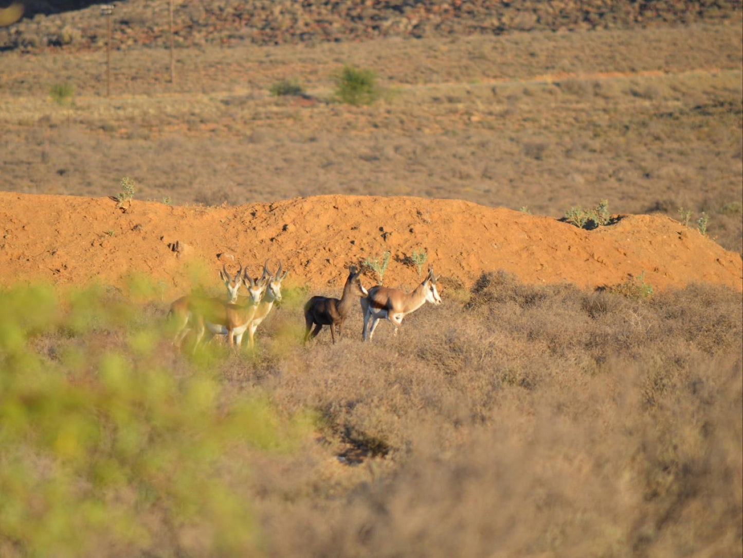 Dellville Country House Carnarvon Northern Cape South Africa Sepia Tones, Animal, Desert, Nature, Sand, Lowland