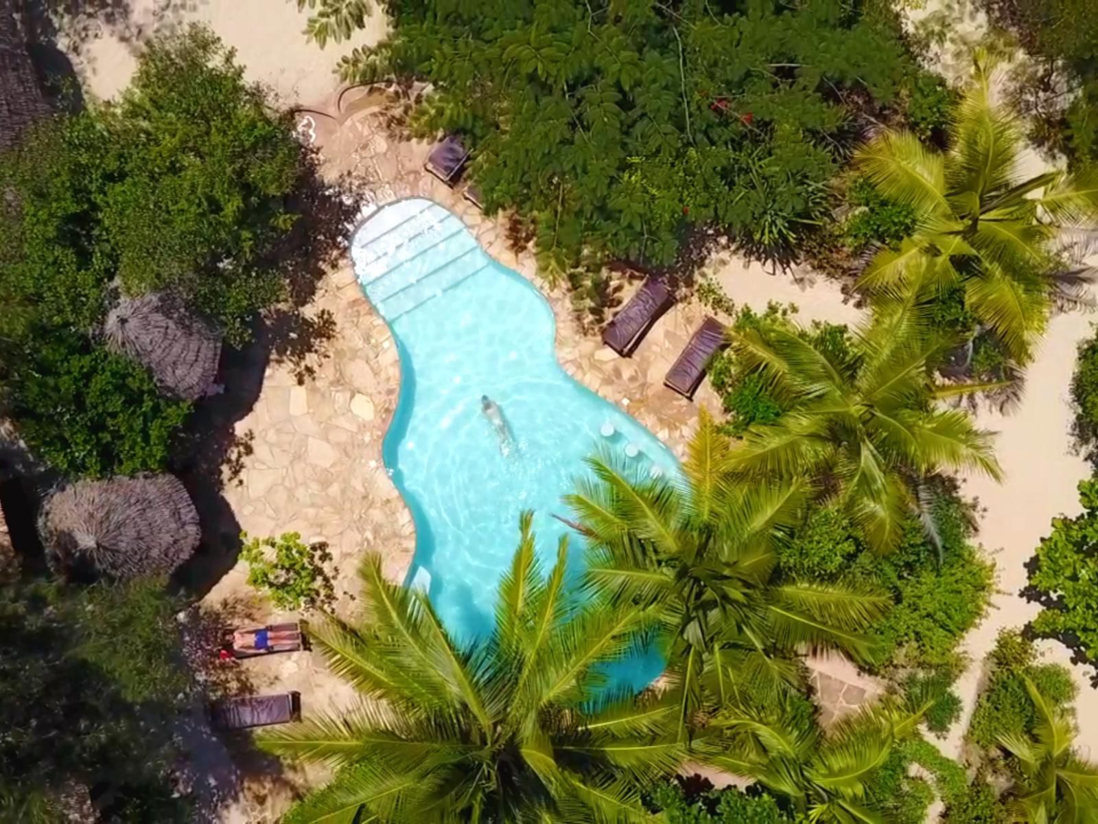 Demani Lodge, Palm Tree, Plant, Nature, Wood, Swimming Pool