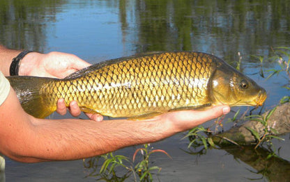 Demist River Camp Patensie Eastern Cape South Africa Corn, Vegetable, Food, Fish, Marine Animal, Animal