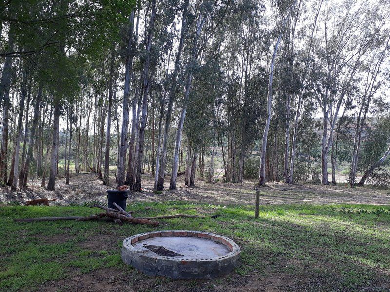 Demist River Camp Patensie Eastern Cape South Africa Unsaturated, Forest, Nature, Plant, Tree, Wood