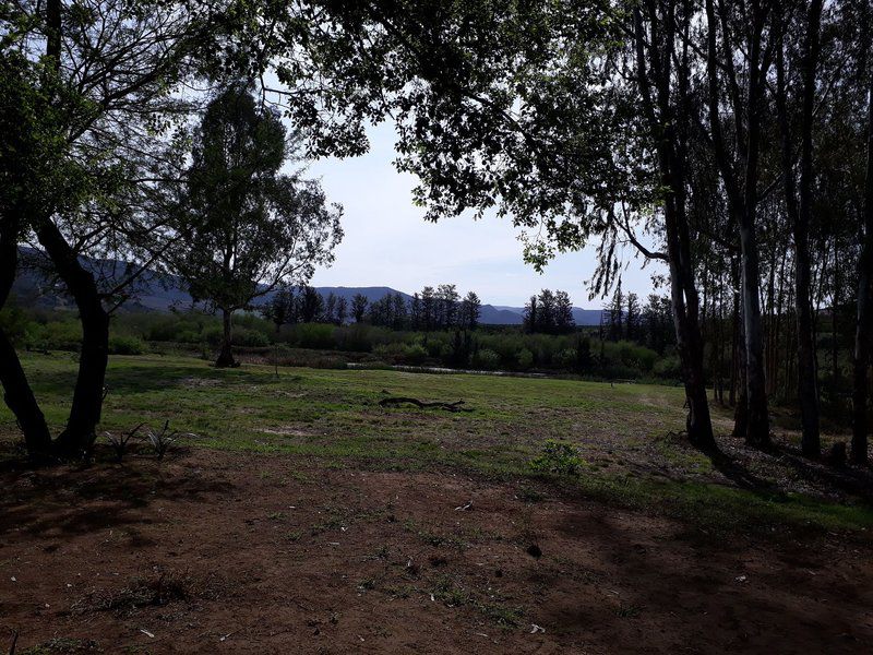 Demist River Camp Patensie Eastern Cape South Africa Forest, Nature, Plant, Tree, Wood