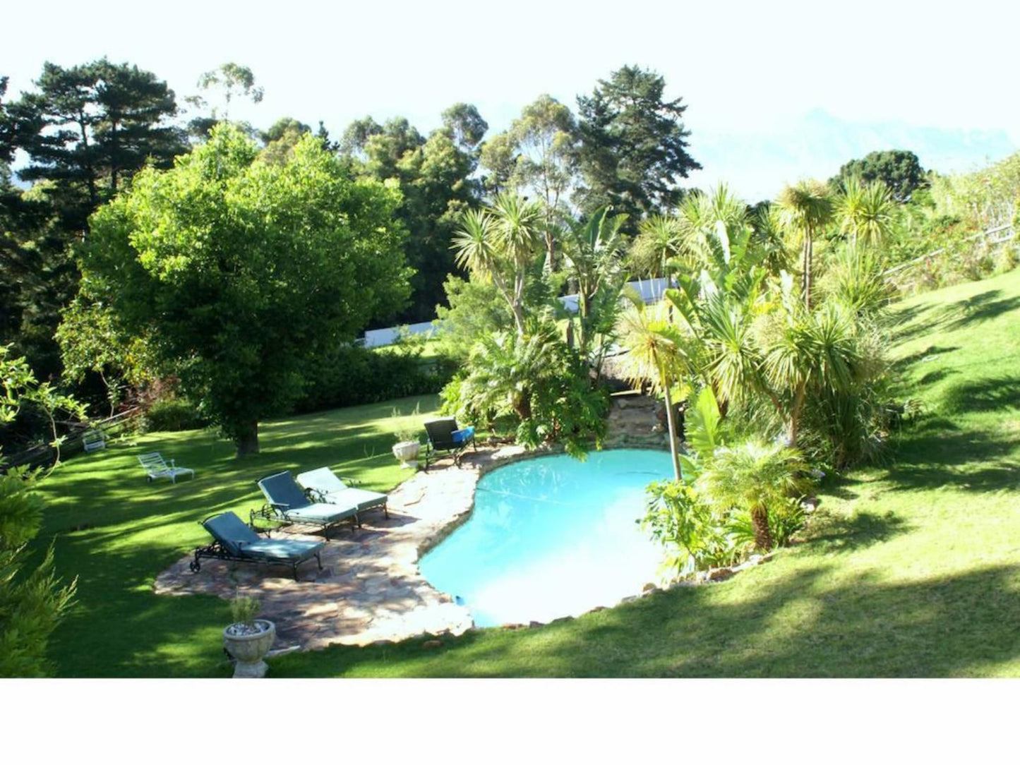 De Molen Guest House Spanish Farm Ext 1 Somerset West Western Cape South Africa Palm Tree, Plant, Nature, Wood, Garden, Swimming Pool
