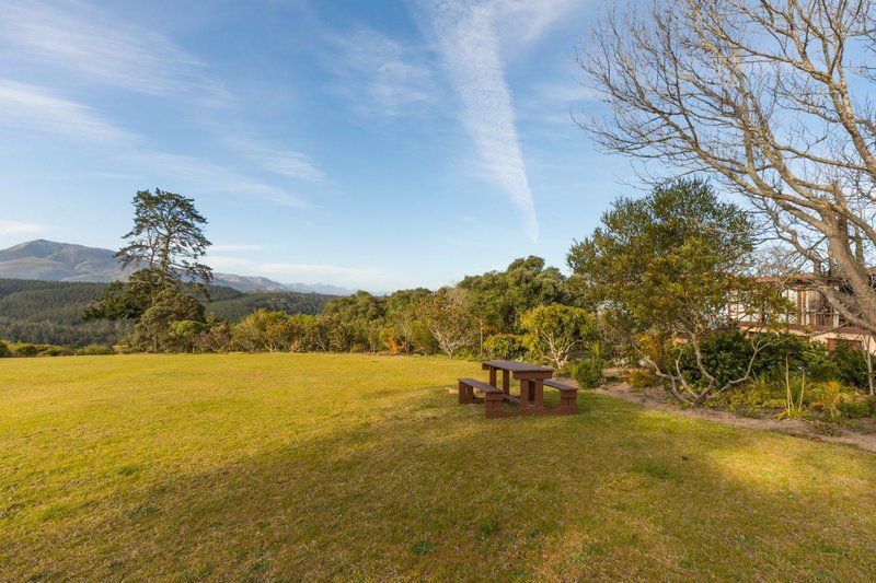 Denneberghof Wilderness Western Cape South Africa Complementary Colors, Tree, Plant, Nature, Wood