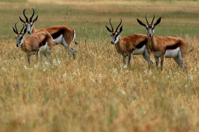 Denneboom Vineyards And Wildlife Paarl Western Cape South Africa Sepia Tones, Deer, Mammal, Animal, Herbivore